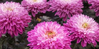 Главные новинки селекции хризантем — сорта для будущего сезона - Лучшее Главные новинки селекции хризантем — сорта для будущего сезона.