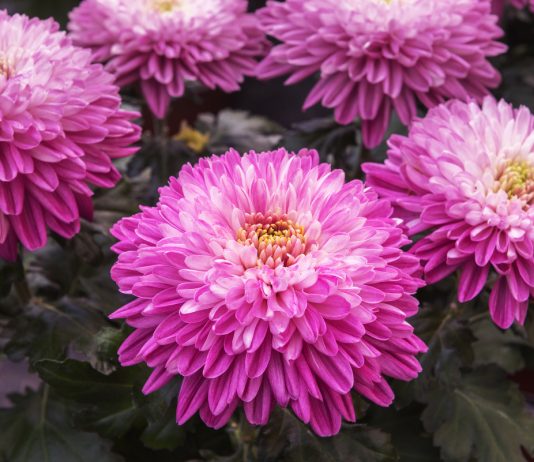 Главные новинки селекции хризантем — сорта для будущего сезона - Цветник и ландшафт Главные новинки селекции хризантем — сорта для будущего сезона.