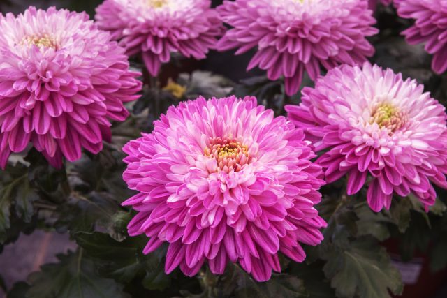 Главные новинки селекции хризантем — сорта для будущего сезона. Главные новинки селекции хризантем — сорта для будущего сезона.