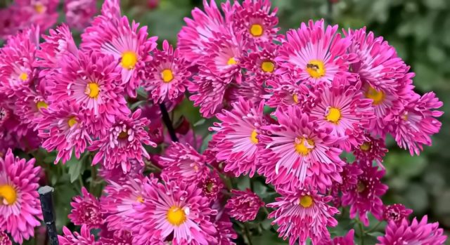 Ее деликатные, полумахровые соцветия, окрашены в теплые розоватые тона, призваны согревать увядающий пейзаж. Ее деликатные, полумахровые соцветия, окрашены в теплые розоватые тона, призваны согревать увядающий пейзаж.