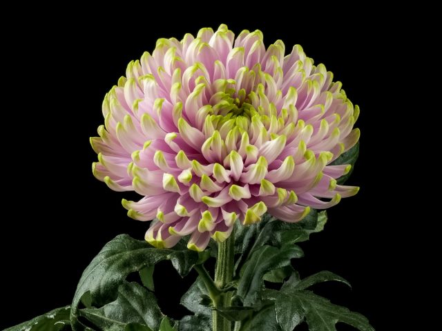 Бледно-розовые и насыщенно розовые лепестки, словно тронутые кистью художника, обрамлены яркой, неоново-зеленой каймой. Бледно-розовые и насыщенно розовые лепестки, словно тронутые кистью художника, обрамлены яркой, неоново-зеленой каймой.