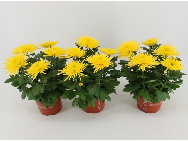 «Анастасия Санни» ('Anastasia Sunny') представляет собой нарядный кустовой сорт, пленяющий взгляд обильным каскадом элегантных соцветий. «Анастасия Санни» ('Anastasia Sunny') представляет собой нарядный кустовой сорт, пленяющий взгляд обильным каскадом элегантных соцветий.