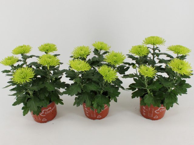 Благодаря такому оригинальному облику, «Анастасию Дарк Грин» (‘Anastasia Dark Green’) также называют «Зеленый паук». Благодаря такому оригинальному облику, «Анастасию Дарк Грин» (‘Anastasia Dark Green’) также называют «Зеленый паук».