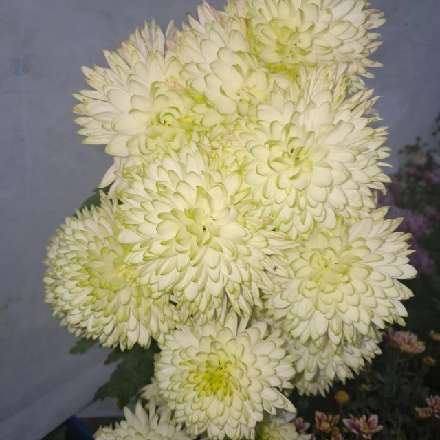 «Ариана Лайм» идеальна для создания эффектных букетов, оформления торжеств, выращивания в горшках и украшения осеннего сада.