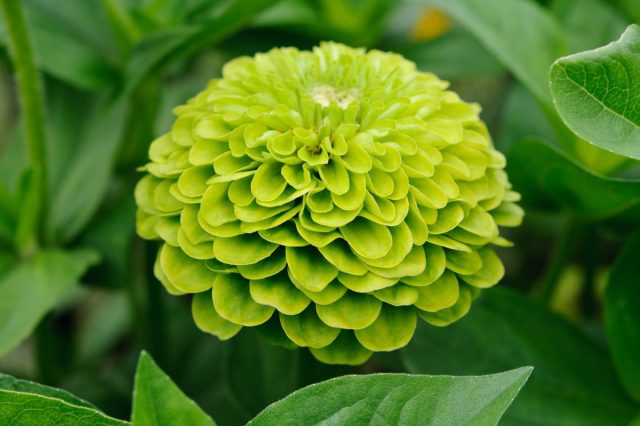 «Ариана Лайм» идеальна для создания эффектных букетов, оформления торжеств, выращивания в горшках и украшения осеннего сада. «Ариана Лайм» идеальна для создания эффектных букетов, оформления торжеств, выращивания в горшках и украшения осеннего сада.