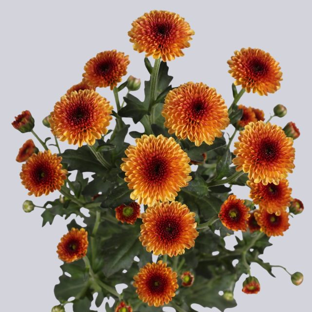 Очаровательная кустовая хризантема «Калимеро Санрайз» (‘Calimero Sunrise’), густо усыпанная махровыми соцветиями. Очаровательная кустовая хризантема «Калимеро Санрайз» (‘Calimero Sunrise’), густо усыпанная махровыми соцветиями.