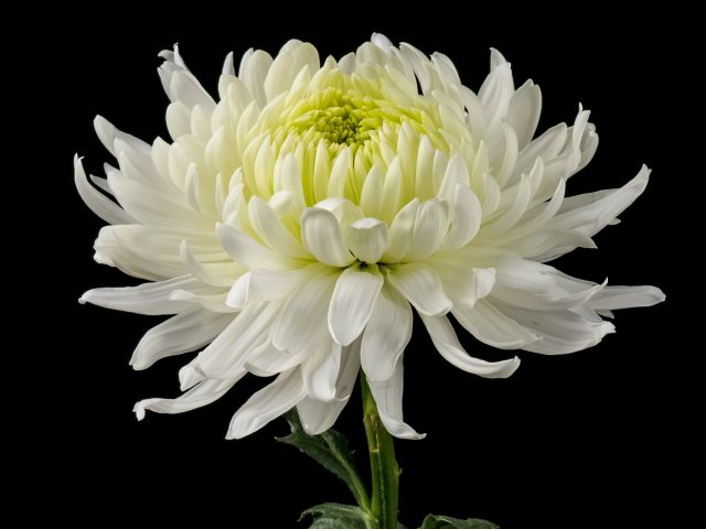 «Супер Магнум» (‘Super Magnum’) – хризантема XXL, задающая новые стандарты величия в мире хризантем. «Супер Магнум» (‘Super Magnum’) – хризантема XXL, задающая новые стандарты величия в мире хризантем.