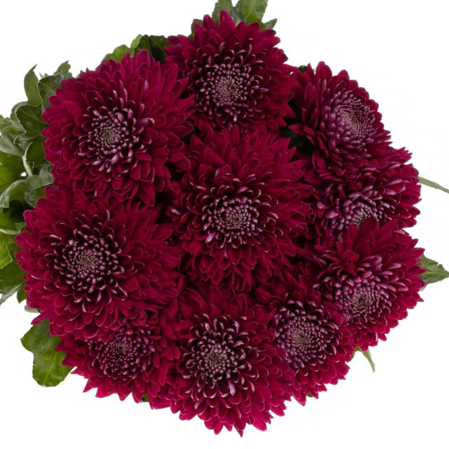 «Гавирия» (‘Gaviria’) пленяет взор глубоким, бархатистым фиолетовым колером, контрастирующим с изумрудной свежестью листвы. «Гавирия» (‘Gaviria’) пленяет взор глубоким, бархатистым фиолетовым колером, контрастирующим с изумрудной свежестью листвы.