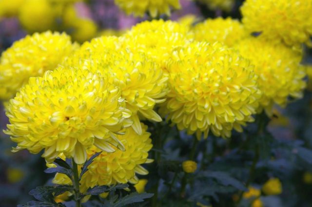 «Зембла Бразил» выделяется экзотическим крупным цветком с характерным жёлто-зелёным контрастом. «Зембла Бразил» выделяется экзотическим крупным цветком с характерным жёлто-зелёным контрастом.