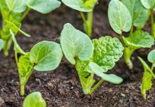 Главные опасности плотной посадки — как теснота вредит овощам.