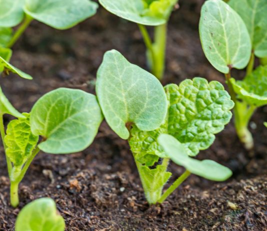 Главные опасности плотной посадки — как теснота вредит овощам.