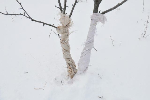 Защита ствола молодого дерева на зиму. Обмотка ствола натуральной тканью (мешковиной или старым хлопком) помогает предотвратить морозобоины и защищает нежную кору от грызунов.