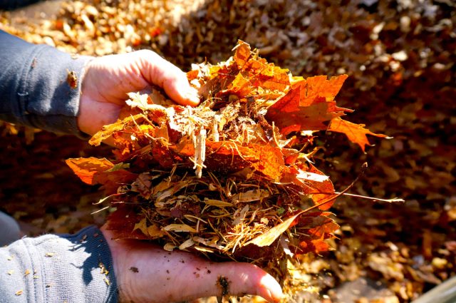 Самый лучший природный вариант, и самый доступный, - листовой опад.