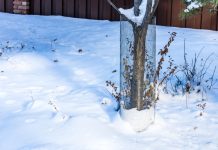 Готовы ли ваши плодовые деревья к зиме — чек-лист садовода Готовы ли ваши плодовые деревья к зиме — чек-лист садовода