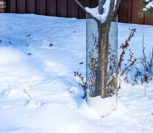 Готовы ли ваши плодовые деревья к зиме — чек-лист садовода - Сад и огород Готовы ли ваши плодовые деревья к зиме — чек-лист садовода