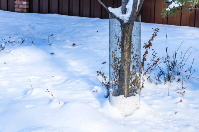 Готовы ли ваши плодовые деревья к зиме — чек-лист садовода