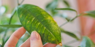 Хлороз у комнатных растений: симптомы, причины и лечение