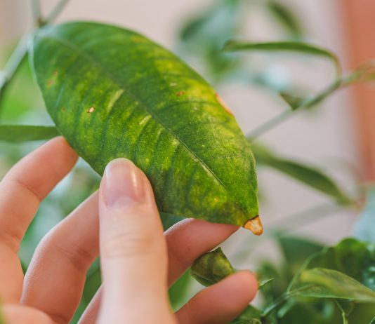 Хлороз у комнатных растений: симптомы, причины и лечение