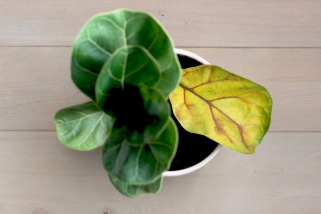 Четыре типа хлороза у растений: эдафический (стресс, неправильный уход), неинфекционный (дефицит/переизбыток питательных веществ), инфекционный (вирусы, грибы, бактерии) и наследственный — безопасный генетический вариант. Четыре типа хлороза у растений: эдафический (стресс, неправильный уход), неинфекционный (дефицит/переизбыток питательных веществ), инфекционный (вирусы, грибы, бактерии) и наследственный — безопасный генетический вариант.