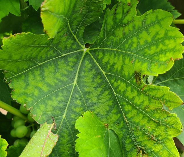 Без марганца на новых листьях рядом с прожилками появятся темно-зеленые полосы, а затем темные точки некроза. Без марганца на новых листьях рядом с прожилками появятся темно-зеленые полосы, а затем темные точки некроза.