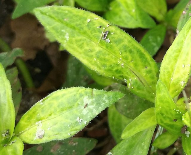 Главное отличие инфекционного хлороза — поражение всех жилок листа и поверхности, обычно это сплошное пожелтение или крупные очаги, но главное — жилки всецело поглощены желтизной. Инфекционный хлороз