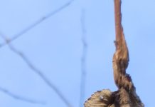 Помогите определить, что за дерево