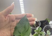 Алоказия кукулата или антуриум?