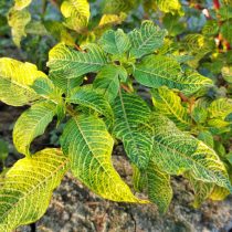 Ирезине (Iresine herbstii)