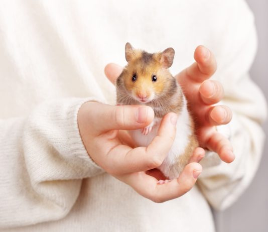 Почему я больше никогда не заведу хомяка?