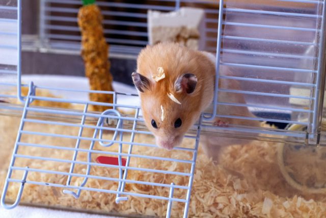 Опилки разлетались по всей комнате, их находила даже в коридоре, на кухне, в ванной. Он их разбрасывал лапками, когда копал норы в углу. Или когда бесился по ночам. Опилки разлетались по всей комнате, их находила даже в коридоре, на кухне, в ванной. Он их разбрасывал лапками, когда копал норы в углу. Или когда бесился по ночам.