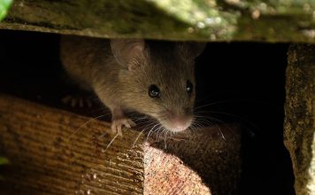 Как не дать грызунам поселится в вашем доме Как не дать грызунам поселится в вашем доме.
