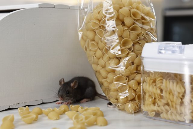 Поэтому один из основных признаков наличия грызунов – это дыры разных размеров в упаковке и просыпи продуктов возле них.