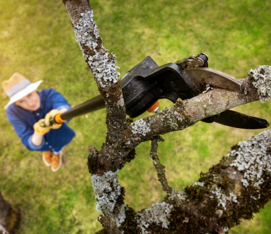 Как омолодить дерево и стоит ли оно того? Пошаговая инструкция.