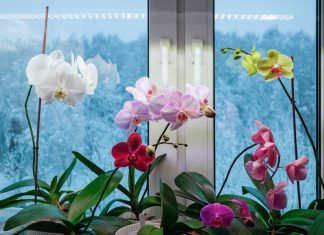 Как поддержать комнатные растения в холодное время года? - Блоги компаний Как поддержать комнатные растения в холодное время года?