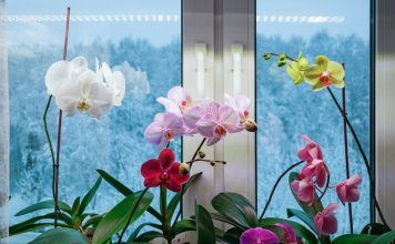 Как поддержать комнатные растения в холодное время года?