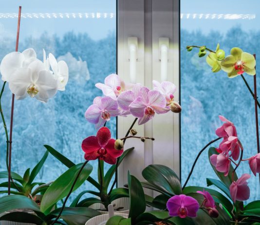 Как поддержать комнатные растения в холодное время года? - Комнатные растения Как поддержать комнатные растения в холодное время года?