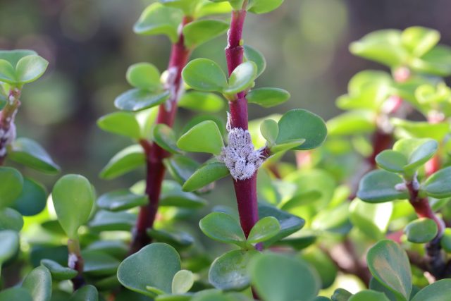 Белые «ватные» комочки на стебле — это мучнистый червец. Вредитель прячется в пазухах листьев и быстро истощает растение. Белые «ватные» комочки на стебле — это мучнистый червец. Вредитель прячется в пазухах листьев и быстро истощает растение.