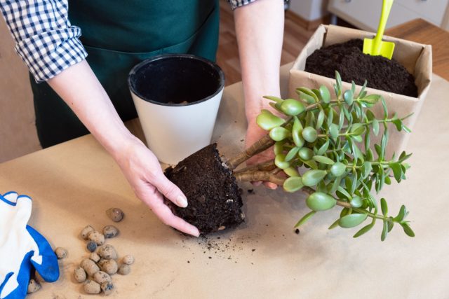 Основа здоровья денежного дерева — мощная корневая система и хороший дренаж (керамзит) на дне горшка. Основа здоровья денежного дерева — мощная корневая система и хороший дренаж (керамзит) на дне горшка.