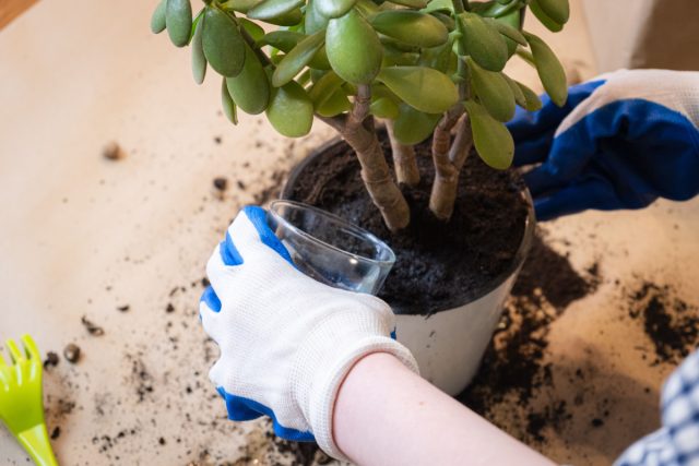 Вносите удобрения только во влажную почву и в сниженной концентрации, чтобы не обжечь корни суккулента. Вносите удобрения только во влажную почву и в сниженной концентрации, чтобы не обжечь корни суккулента.