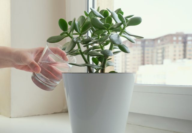 Главное правило полива: лучше недолить, чем перелить. Используйте отстоянную воду комнатной температуры. Главное правило полива: лучше недолить, чем перелить. Используйте отстоянную воду комнатной температуры.