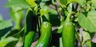Как вырастить перец халапеньо в квартире — подробный гайд.