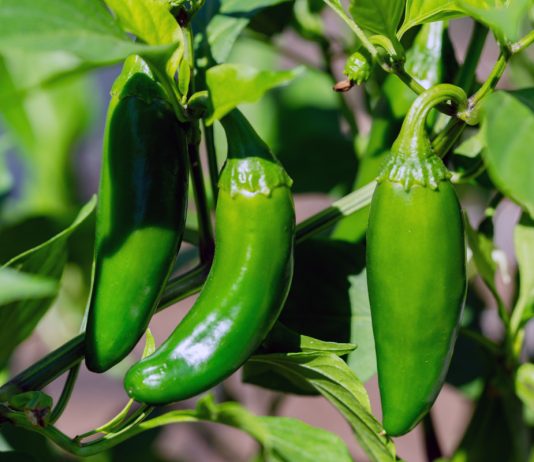 Как вырастить перец халапеньо в квартире — подробный гайд.