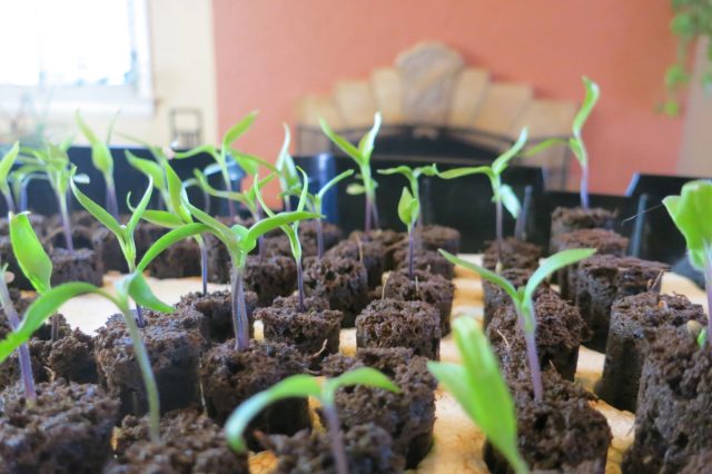 Для выращивания перца из семян в помещении посейте их в качественный субстрат для рассады. Для выращивания перца из семян в помещении посейте их в качественный субстрат для рассады.