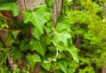 Как вырастить плющ в средней полосе — главные советы Как вырастить плющ в средней полосе — нюансы и советы.