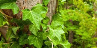 Как вырастить плющ в средней полосе — нюансы и советы.