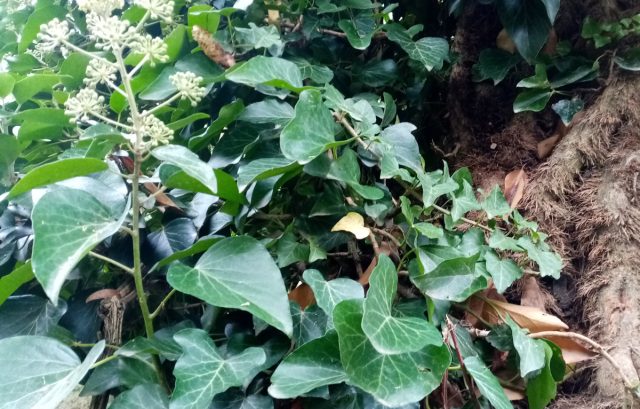 Слева цветущий побег плюща, справа - с мелкими листьями - вегетативный. С правого края старые толстые стебли плюща, густо покрытые воздушными корешками.