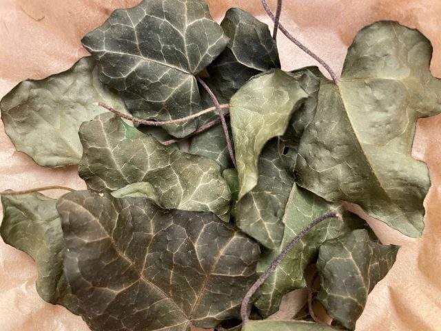 Отвары листьев в качестве компрессов использовались для борьбы со стригущим лишаём, чесоткой, кожными грибками.