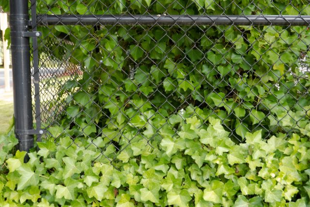 Сам он удерживается на сетке плоховато: присоскам за гладкий пластик, видимо, цепляться неудобно. Я его пожалела и закрепила часть побегов хомутиками.