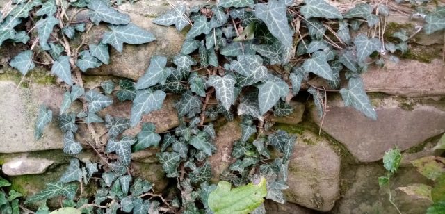 металлу (профнастилу, например) и гладкому пластику плющ прикрепиться не может, ему нужна более-менее пористая поверхность: кора дерева, кирпич, камень песчаник, обработанная древесина, штукатурка.