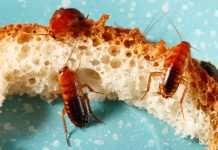 Как защитить дом и постройки на даче от нашествия насекомых.